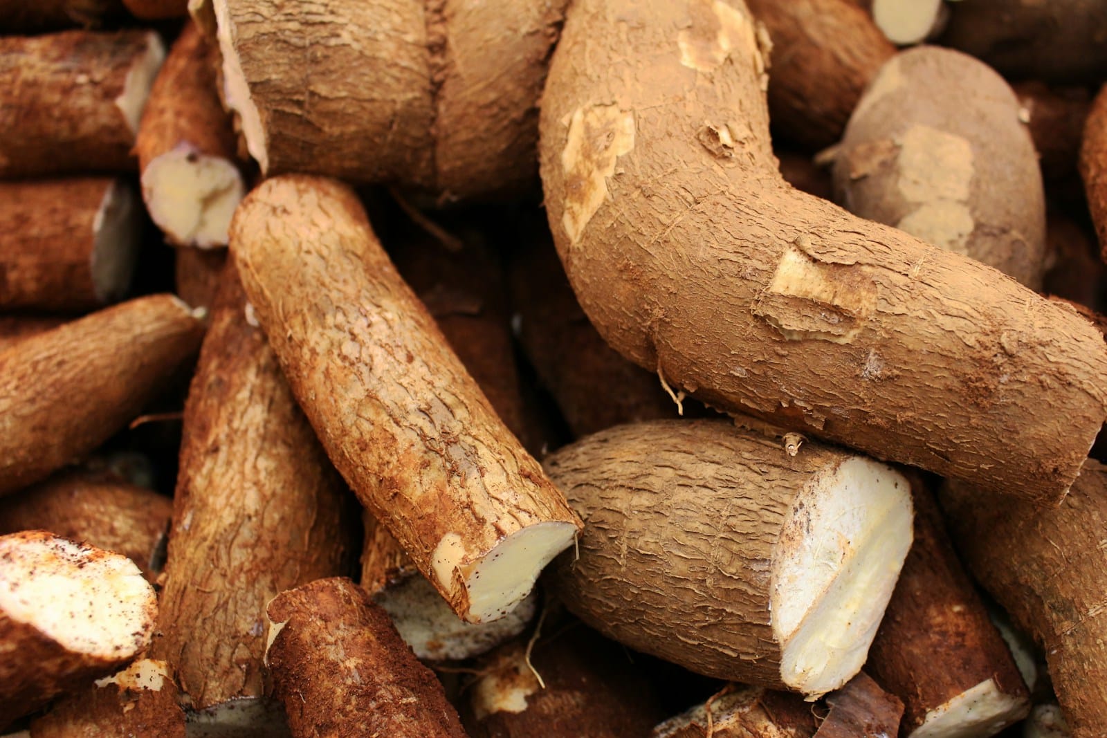 fresh cassava roots, which garri is made from